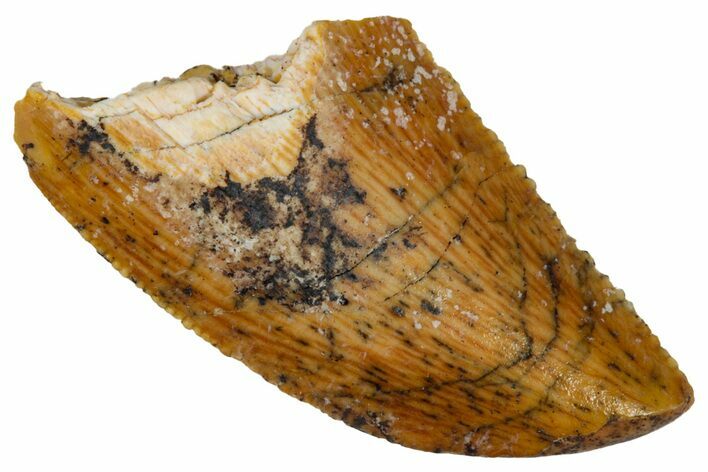 Serrated Raptor Tooth - Real Dinosaur Tooth #333389